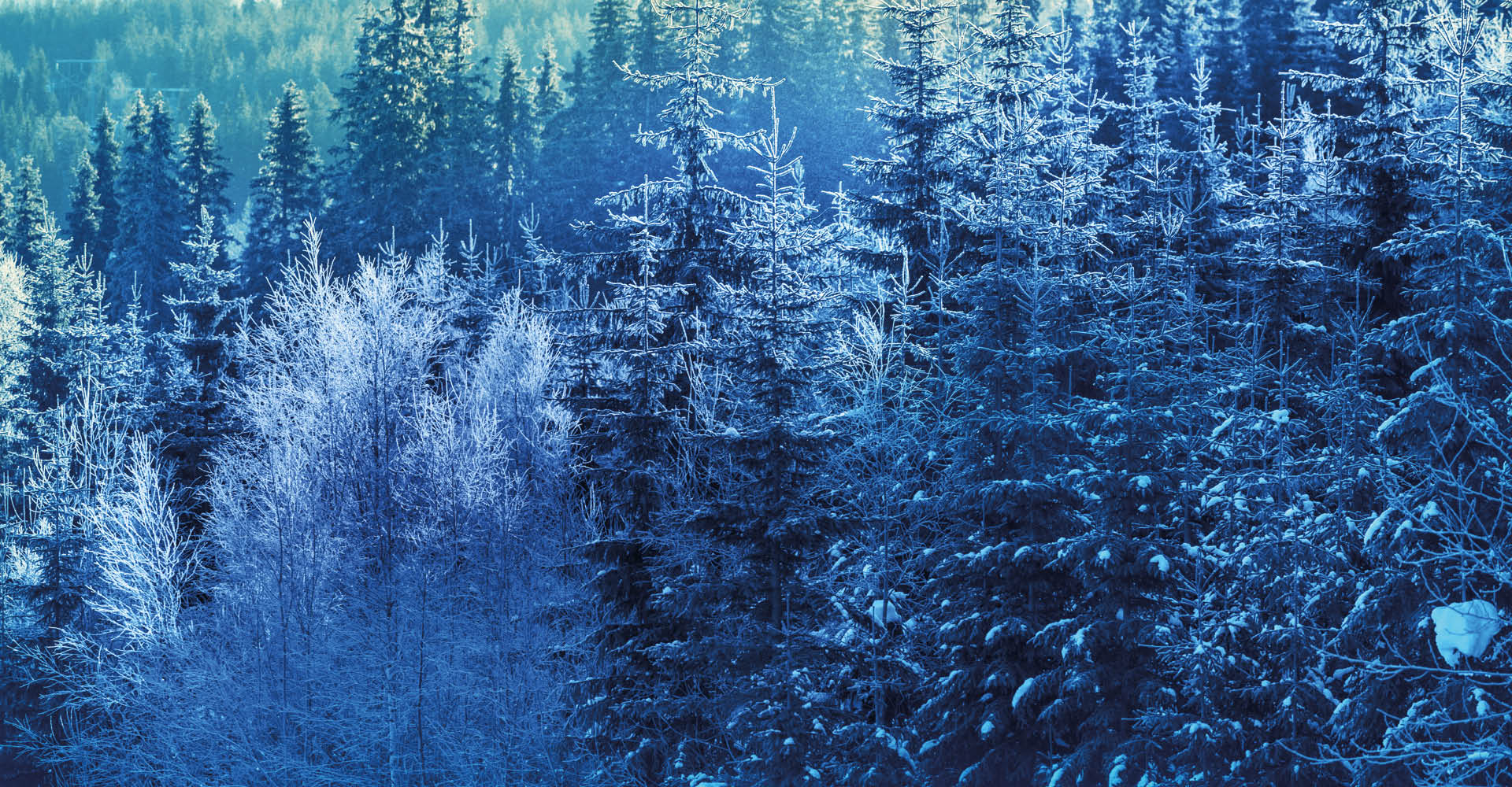 Immagine di un fitto bosco con tutti i pini ricoperti di neve.